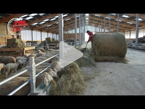 Virginia Ebner's new sheep building