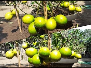 Essential Tips for Thriving Lemon Trees in Pots