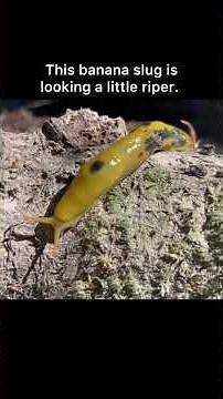 So Many Colors of Banana Slugs! #nationalpark #washingtonstate
