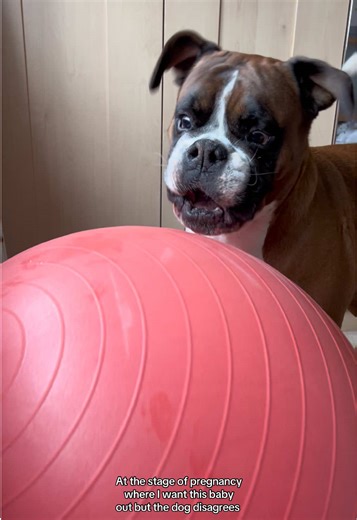 My Dog Wants All My Attention During Pregnancy