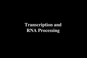 Transcription and RNA Processing - SlideServe