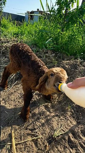 Why Is This Newborn Lamb Drinking From a Bottle?