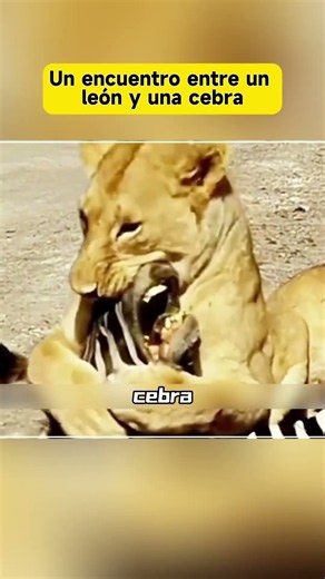 Un encuentro entre un león y una cebra #FaunaSalvaje #VidaAnimal #León