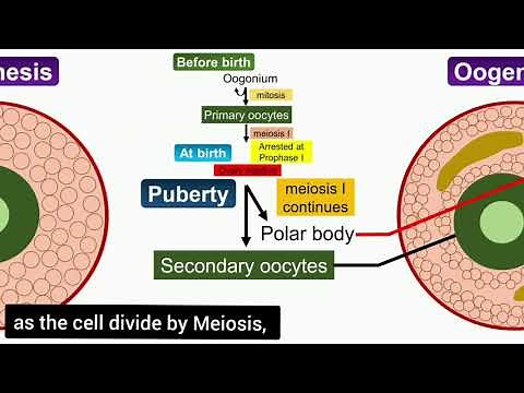 Oogenesis Animation