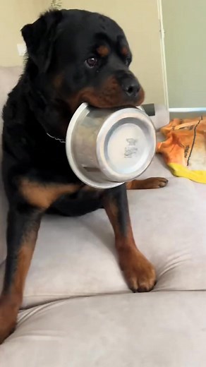 Very cutesy🥰 #doglover #dog #funnydog #rottweiler | Dyce de rottweiler