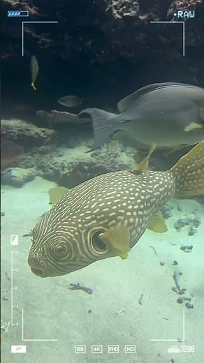 【美ら海水族館】華宮ももか