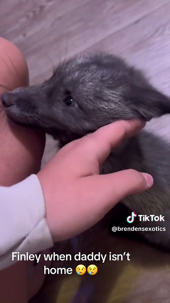 My blue sapphire fox when im not home.. love her so much, she wants her daddy 🦊❤️ #viral #fox #exoticpets #exotic #exoticpets #zoommyface #zoo #childhood