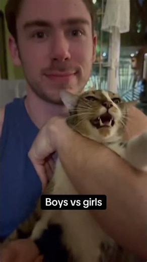 The way dad and mom show affection in this house #cat #kitty #kitten #funnycats @dailysteve1