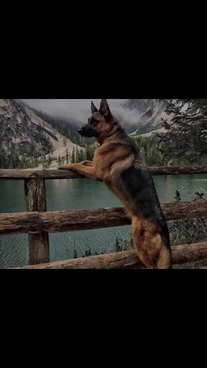 German Shepherd Dog: Attributes and Agile Performances