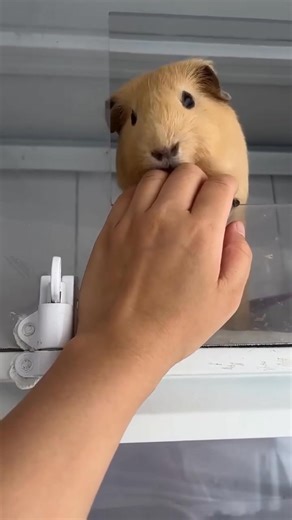 **They Act Like They Pay Rent 😂🐹** Meet America’s sassiest guinea pig roommates — drama, snacks, and zero rent paid. | Guinea Pig Lovers Club