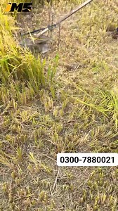 178K views · 1K reactions | #Dairy_farming #New_Modern #JapanMachineryStore #wheat #farming #trending #dairyfree #agriculture | Japan Machinery Store | Facebook