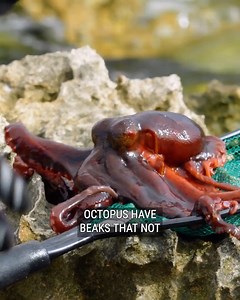 83K views · 783 reactions | Jaw-dropping Giant Octopus in the Tide Pool! | Brave Wilderness | Facebook