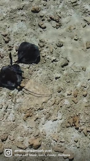 What is your favorite part about our ocean and why? ☀️ Spotted a pair of stingrays and a couple trevally swimming right along the shoreline! 🐟🇦🇸🌴 📸: American Samoa Visitors Bureau (ASVB) | American Samoa Visitors Bureau
