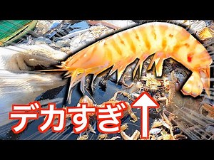 世界一高級な天然エビが獲れたので・・・