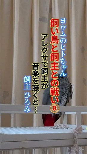 鳥と飼主のアレクサバトル8🦜ヨウムのヒトちゃん🎶聴いてくれると思ったんだけど #ヨウム #ヨウムのヒトちゃん #アレクサ #アレクサバトル #ヒトちゃんとひろみ