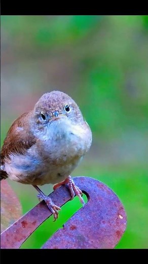 House Wren Song