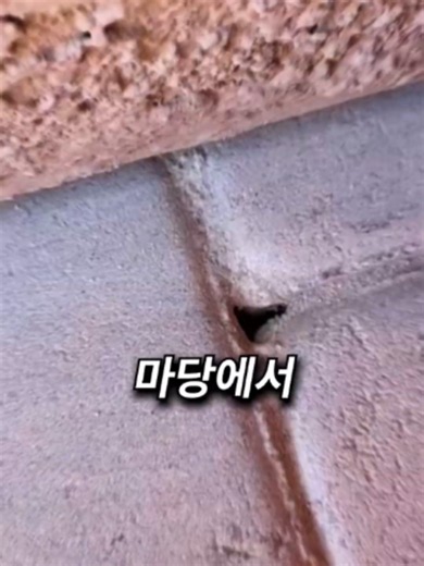 흰개미 구멍 모래로 막기, 상상도 못한 양이 들어가는 충격 현장