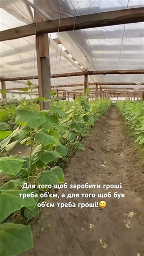 In order to make money, you need volume, and in order to have volume, you need money!😀 #cucumbers...