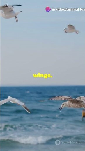 The Albatross: Nature's Master of Long-Distance Flight