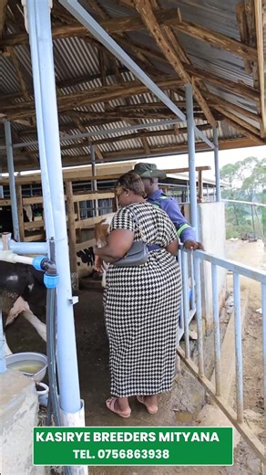 Kasiryebreeders (@kasiryebreeders)’s videos with original sound - Kasiryebreeders