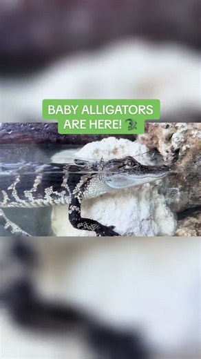 The baby alligators are here! We have 3 new members of the Key West Aquarium family, and they need names! What should we call them? Leave your suggestions in the comments! #baby #keywestaqauriam #keywest #alligator #seeyalateralligator @Everglades Alligator Farm
