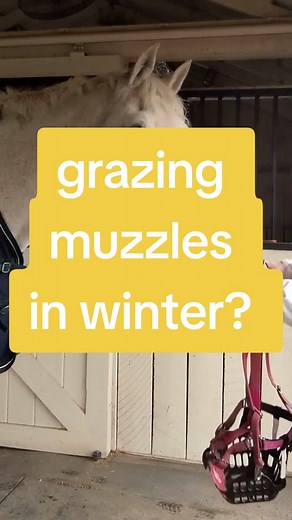 Not every horse needs a muzzle. And they make grazing and movement and herd interactions safer for at risk horses! ✅ #grazingmuzzle #horsehealth #winterhorse #pasture #horsegrazing #horsepasture