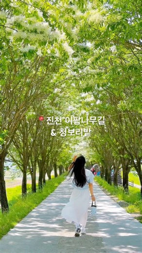 진천 여행 가볼만한곳 진천이팝나무길 & 청보리밭