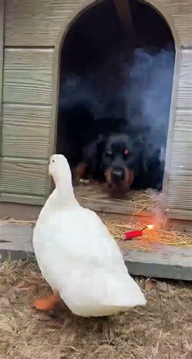 A Duck Threatens a Dog With a Firecracker 😲🦆🐶