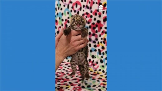 Nashville Zoo welcomes rare clouded leopard cub