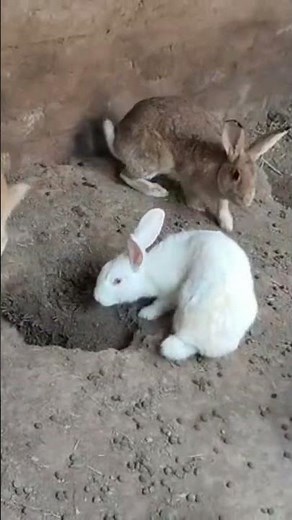 Giant Rabbits for Meat 🥩 | Fast Growing & Profitable Farming!