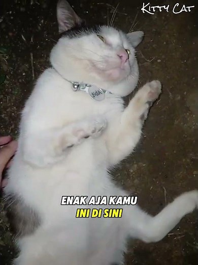 Cat Escapes from Reading the Koran, Caught by Mother 🐱 #cutecat #funnycat #oyencat