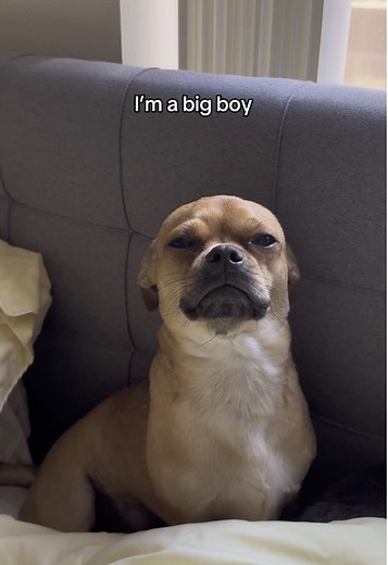 I’m a big boy. Big man. Big dawg. #dog #dogs #dogtok #puggle #dogsoftiktok #pugmix #doglover #rescuedog
