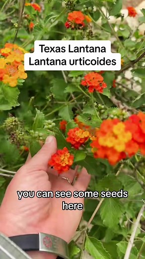 Texas Lantana: The Ultimate Pollinator Plant for Your Garden