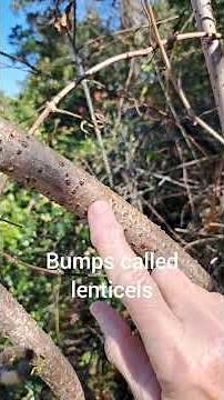 How to identify an elderberry bush.