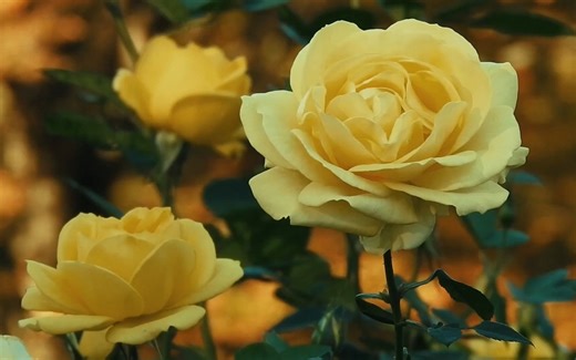 英美戏剧Pygmalion act1 最终展示版