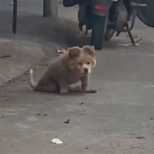 56K views · 6.3K reactions | Dog Paralyzed and Left Behind, Miraculous Rescue and Recovery | Animal Rescuers United | Facebook