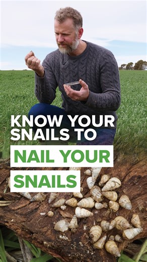 🐌 Learn about the 4 main snail culprits in Australian crops and how to identify each one. Watch it now ▶️ https://bit.ly/41D98QT #GRDCVideo #Snails | Grains Research and Development Corporation