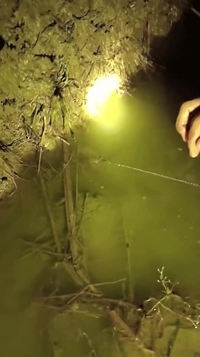 paddy eel.#eels fishing #eel big #eelfishing #awesome #ricefield #eel #trending #viral #reelsvideoシ #viralreelsfacebook #fypシ #reels | Antonela | Facebook