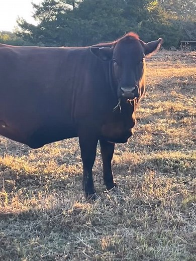 Nice crisp morning here at 5 n farms | Five N Farms