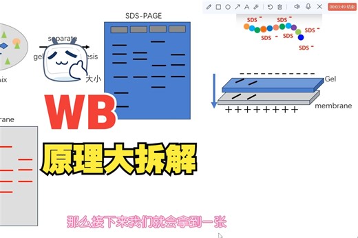 重磅来袭，Western blot原理讲解