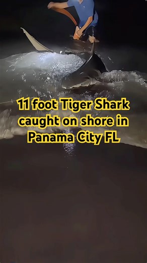 Massive eleven foot tiger shark caught from shore in Panama City Florida 🦈 (Released Safely)