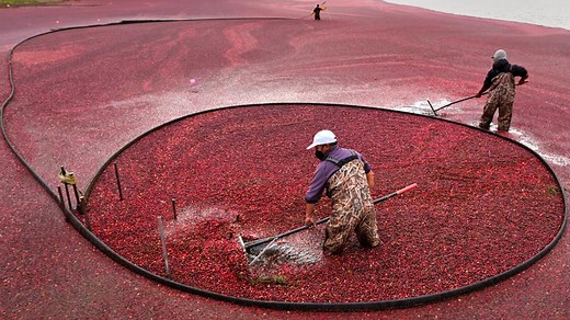 Some of those Ocean Spray cranberries come from this New England bog