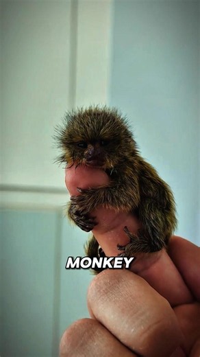 World's Tiniest Monkey! 🐵