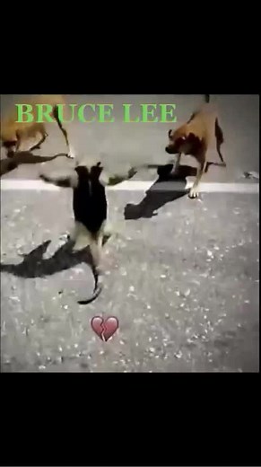 anime -1234 § on TikTok