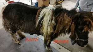 Before and after photos of neglected miniature horses rescued from Indiana home