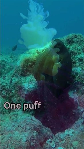 Octopus Ink Escape Secrets Revealed