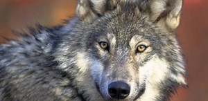 ODFW kills 3 more wolves in Baker County after a dozen livestock kills since July