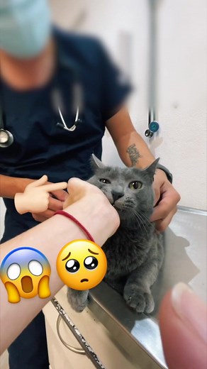 Unusual Cat Behavior: Mouth Sounds and Movements