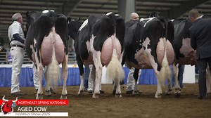 Northeast Spring National Holstein Show 2025 -Aged Cow https://www.thebullvine.com/show-reports/northeast-spring-national-holstein-show-2025/ The Aged Cow class showcased exceptional quality throughout the lineup, with the judge noting "every single one of these cows in this class" demonstrated impressive attributes. JACOBS AVALANCHE BRADLY, sired by AVALANCHE and exhibited by Glamourview, Currie Holsteins & Eaton Holsteins of Marietta, NY, emerged as the cow that "handily walks away with the cl