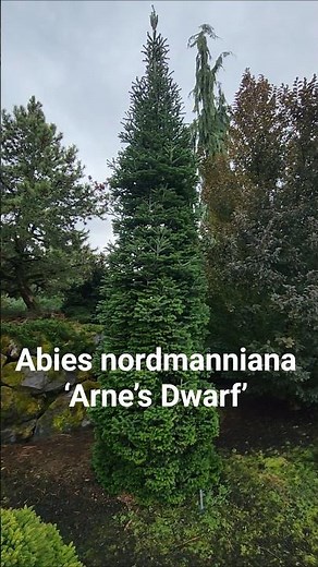 Abies nordmanniana ‘Arne’s Dwarf’ #conifer #gardendesign #gardening #oregon #landscaping
